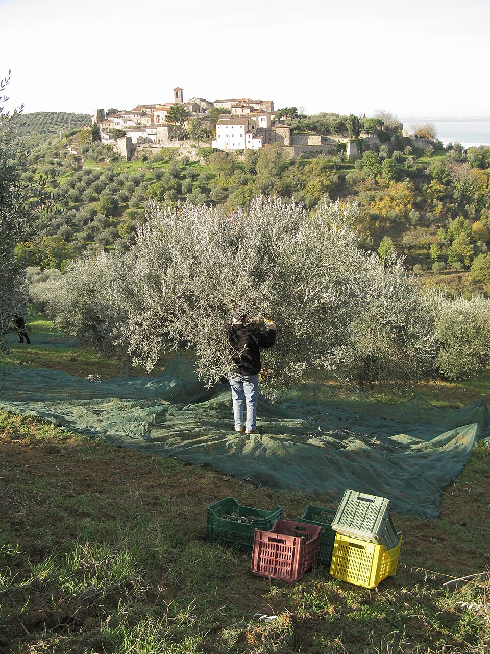 Raccolta delle olive in Italia